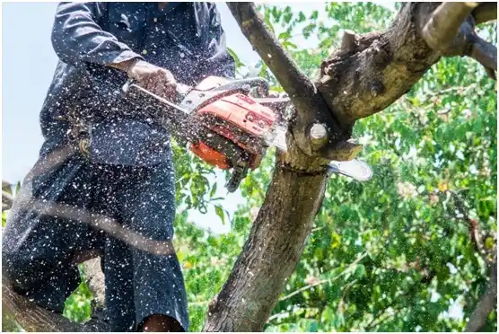 tree services Lookingglass